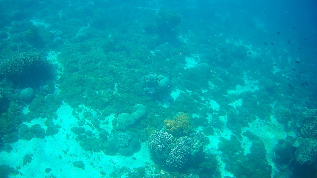 Monitoring Kesehatan Terumbu Karang di Teluk Cenderawasih